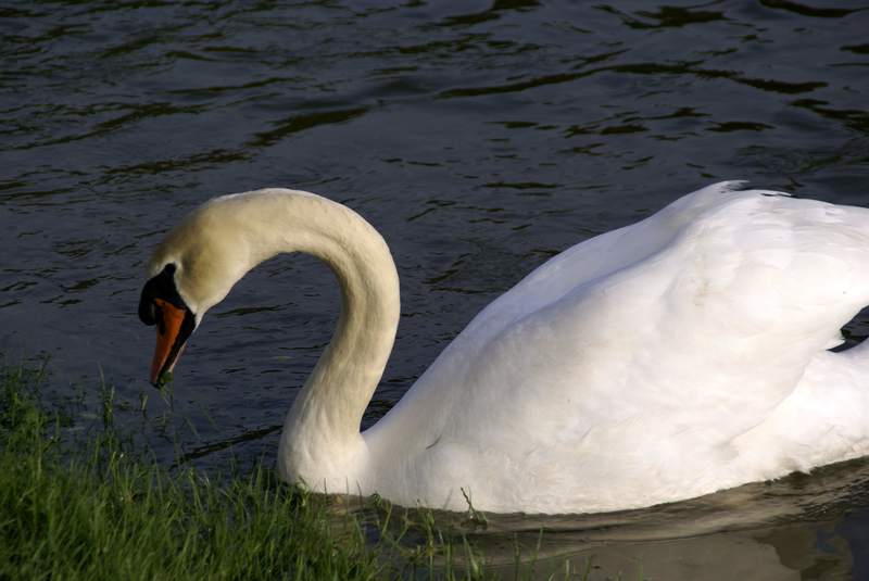 Schwaene auf der Sauer Bild Nr.053